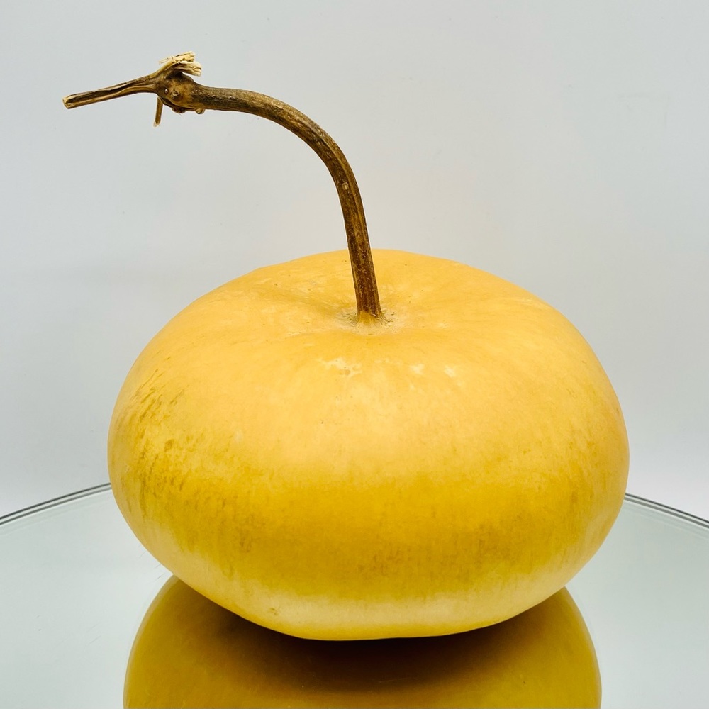 Clean Dried Natural Gourd 
ARTS & CRAFTS Project Ready ~ Table Top Centerpiece